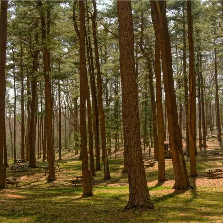forest
